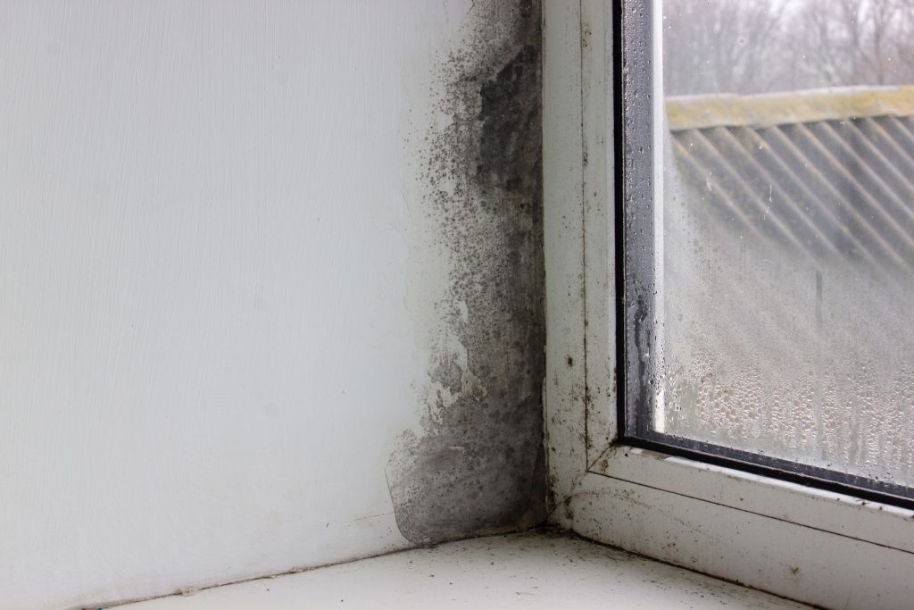Mould in Window Corner Council Flat in Disrepair